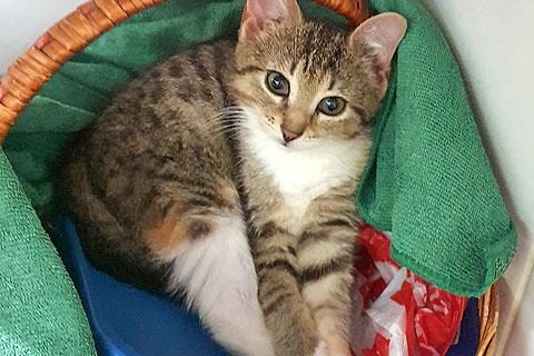 В дар кошку. Глазастое чудо Масенька, милый домашний котенок в добрые руки. Фото1