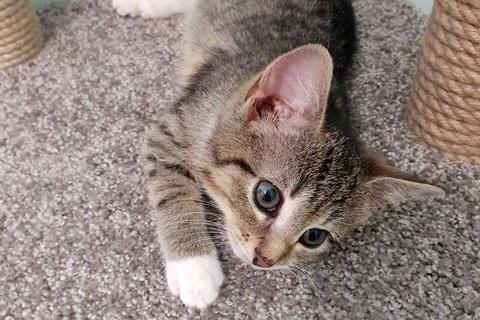 В дар кошку. Глазастое чудо Масенька, милый домашний котенок в добрые руки. Фото2