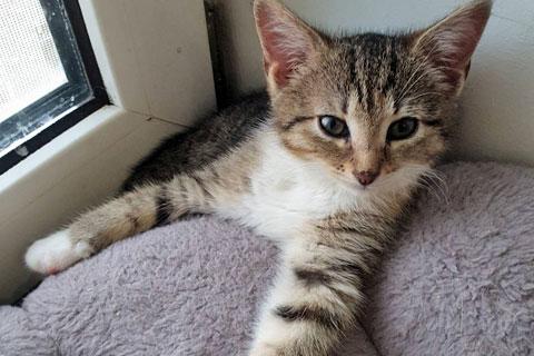В дар кошку. Глазастое чудо Масенька, милый домашний котенок в добрые руки. Фото3