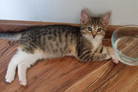 В дар кошку. Глазастое чудо Масенька, милый домашний котенок в добрые руки. Фото4