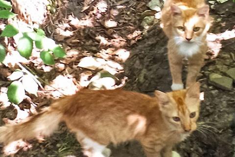 В дар кошку. Чудесные котята, мальчики и девочки в добрые руки. Фото1