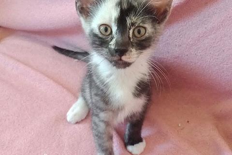 В дар кошку. Чудесные котята, мальчики и девочки в добрые руки. Фото3