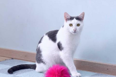В дар кошку. Спокойный и нежный кот Лютик в добрые руки. Фото1