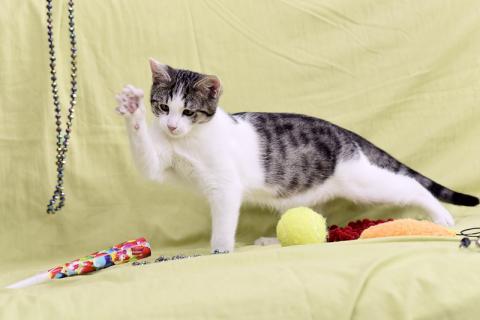 В дар кошку. Крис — главный приз! Котенок в добрые руки. Фото2