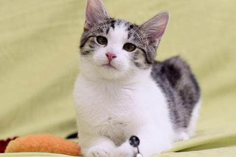 В дар кошку. Крис — главный приз! Котенок в добрые руки. Фото3