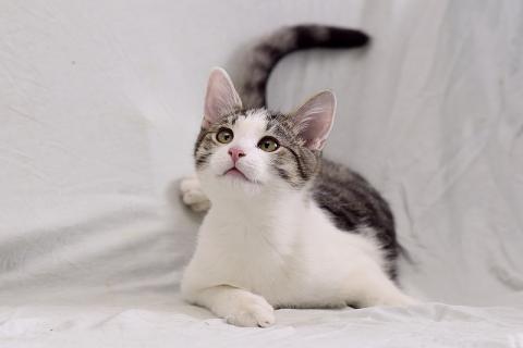 В дар кошку. Крис — главный приз! Котенок в добрые руки. Фото4