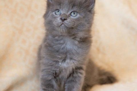 В дар кошку. Маленькие котята в добрые руки. Фото3