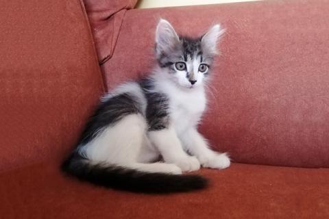 В дар кошку. Перси  и Штурмовик, очаровательные домашние котята в добрые руки. Фото3