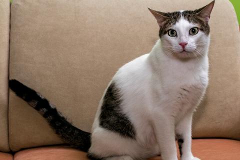 В дар кошку. Котик Ларс с сердечком на боку в добрые руки. Фото1