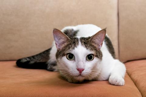 В дар кошку. Котик Ларс с сердечком на боку в добрые руки. Фото3