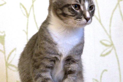 В дар кошку. Полосатенькое чудо, очаровательный котенок Чунь в добрые руки. Фото1