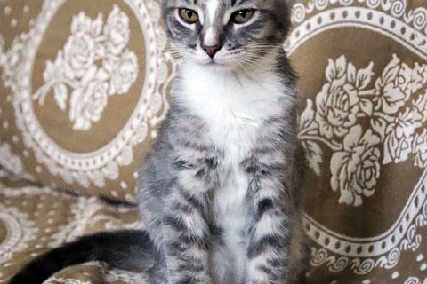 В дар кошку. Полосатенькое чудо, очаровательный котенок Чунь в добрые руки. Фото2