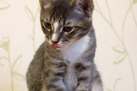 В дар кошку. Полосатенькое чудо, очаровательный котенок Чунь в добрые руки. Фото3