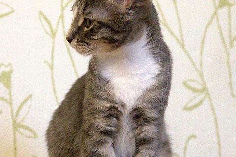 В дар кошку. Полосатенькое чудо, очаровательный котенок Чунь в добрые руки. Фото4