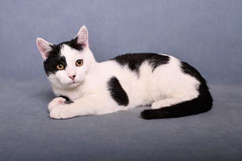 В дар кошку. Красивый и элегантный котенок-подросток Симба в добрые руки. Фото2