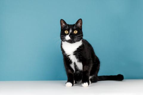 В дар кошку. Роскошный маркизный кот Тоша в добрые руки. Фото3