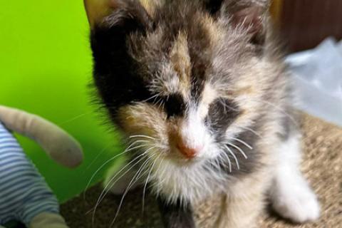 В дар кошку. Малышка Киви, чудесный трехцветный котенок ищет дом и доброе серд. Фото2