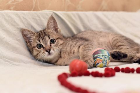 В дар кошку. Ручной и ласковый котенок Серафима в добрые руки. Фото2