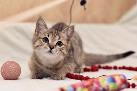 В дар кошку. Ручной и ласковый котенок Серафима в добрые руки. Фото4