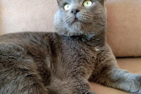 В дар кошку. Крупный русский голубой кот Тор в добрые руки. Фото2