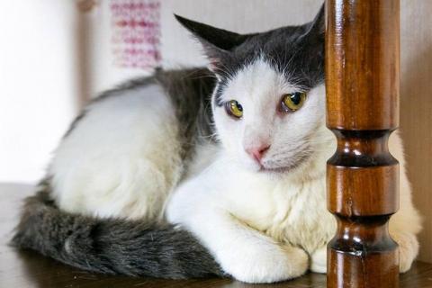В дар кошку. Молодой котик Рикки в добрые руки. Фото3