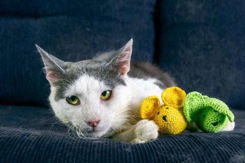 В дар кошку. Молодой котик Рикки в добрые руки. Фото4