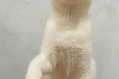 В дар кошку. Ласковый котенок Рэй в добрые руки. Фото4