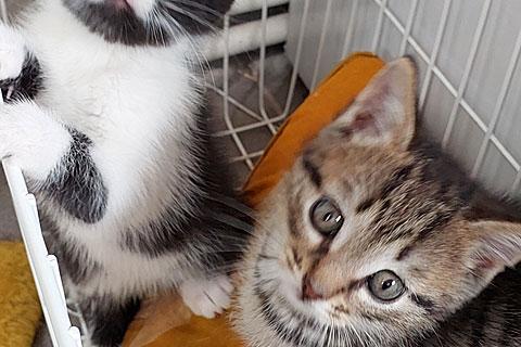 В дар кошку. Очень красивые котята, веселые девчушки в добрые руки. Фото1