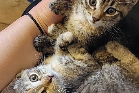 В дар кошку. Очень красивые котята, веселые девчушки в добрые руки. Фото2