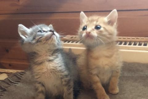 В дар кошку. Рыжий и голубой котенок в добрые руки. Фото3
