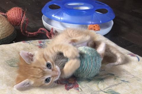 В дар кошку. Рыжий и голубой котенок в добрые руки. Фото4