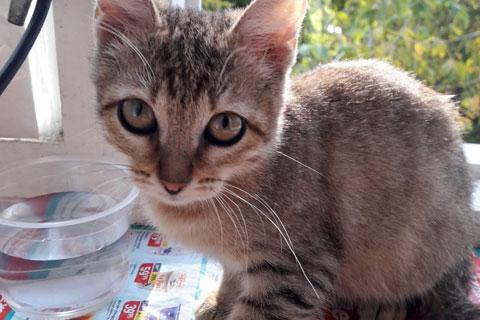 В дар кошку. Мини-тигренок, крошка-котенок Лея в добрые руки. Фото1