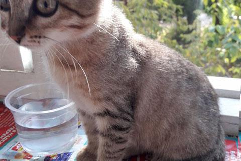 В дар кошку. Мини-тигренок, крошка-котенок Лея в добрые руки. Фото2