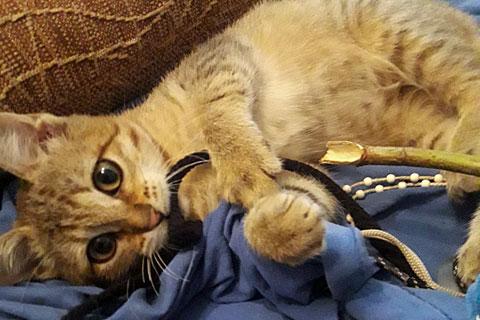 В дар кошку. Мини-тигренок, крошка-котенок Лея в добрые руки. Фото3