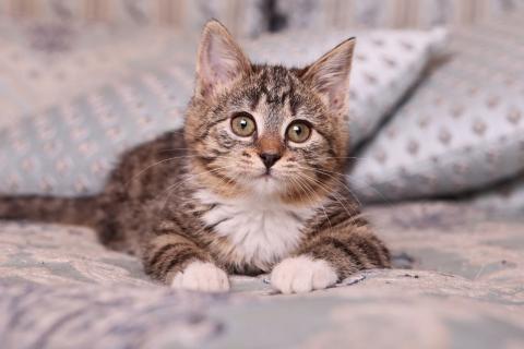 В дар кошку. Полосатый котенок Малинка в добрые руки. Фото1