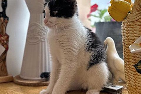 В дар кошку. Милейшая домашняя девочка, котенок Карамелька в добрые руки. Фото1