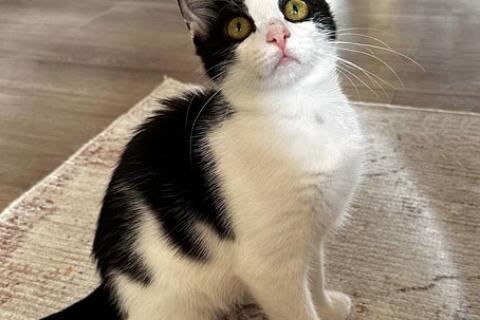 В дар кошку. Милейшая домашняя девочка, котенок Карамелька в добрые руки. Фото2