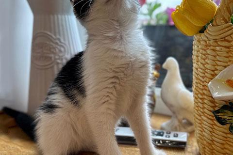 В дар кошку. Милейшая домашняя девочка, котенок Карамелька в добрые руки. Фото3