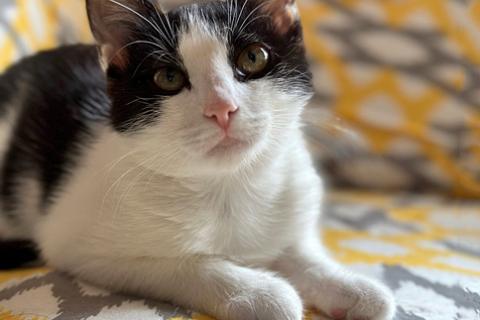 В дар кошку. Милейшая домашняя девочка, котенок Карамелька в добрые руки. Фото4