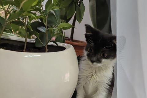 В дар кошку. Котёнок, девочка. Фото2