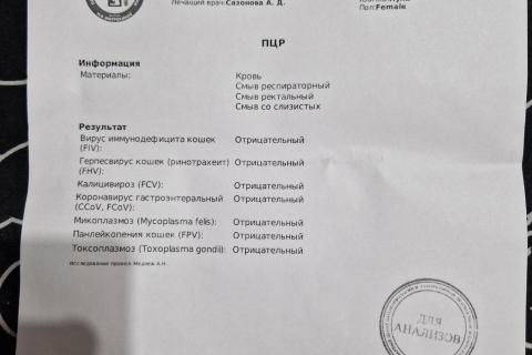 В дар кошку. Локи ищет дом . Фото4