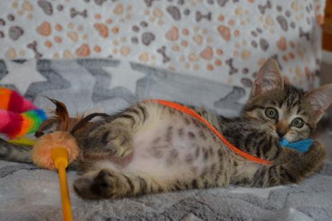 В дар кошку. Серый полосатый ручной котенок Кексик в добрые руки. Фото3