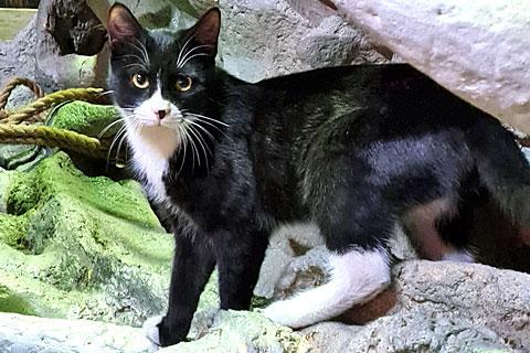 В дар кошку. Великолепный Фрэнки, молодой очень красивый котик в добрые руки. Фото2