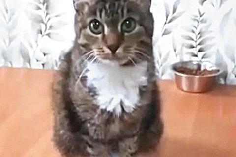 В дар кошку. Муся, кошечка из Вашего детства в добрые руки. Фото2