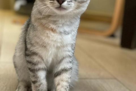В дар кошку. Котята в добрые руки.. Фото1