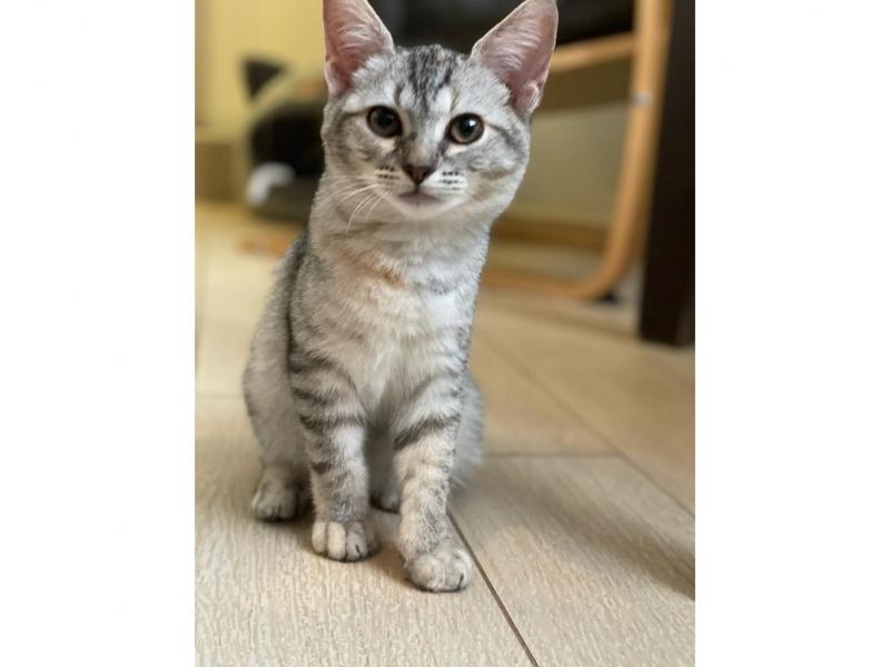 В дар кошку