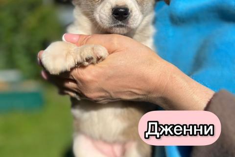 В дар собаку. Необыкновенной красоты щенки ищут свой дом. Фото3