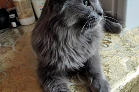 В дар кошку. Роскошный Мартин, котик породы нибелунг в добрые руки. Фото1
