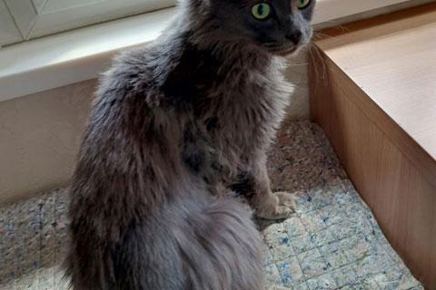 В дар кошку. Роскошный Мартин, котик породы нибелунг в добрые руки. Фото2