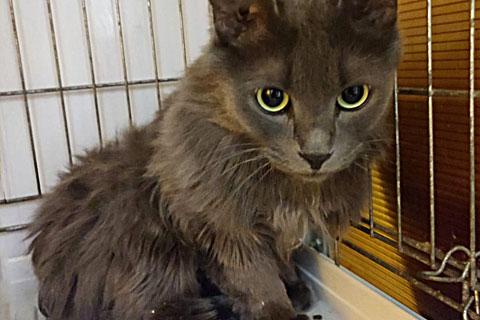 В дар кошку. Роскошный Мартин, котик породы нибелунг в добрые руки. Фото3